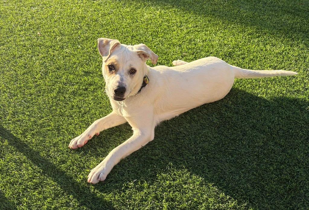 Bo, Adoptable, Young Male Mixed Breed.