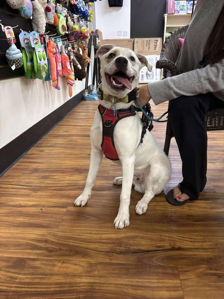 Enlarge Bo, a Adoptable Mixed Breed in Mesa, AZ image 2/2