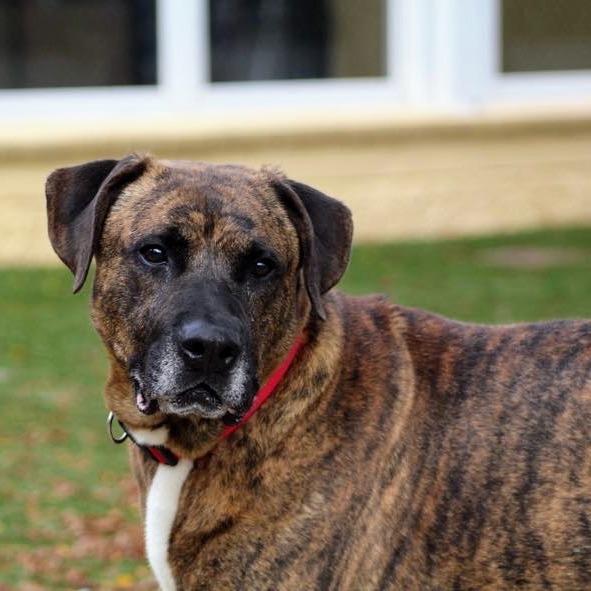 Enlarge Mel, a Adoptable mixed breed in Indianapolis, IN image 1/3
