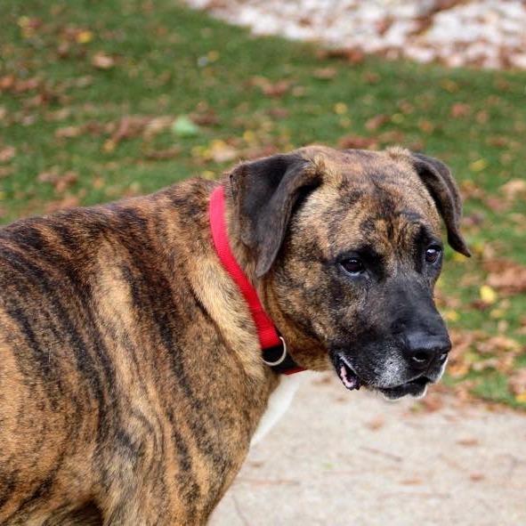 Enlarge Mel, a Adoptable mixed breed in Indianapolis, IN image 2/3
