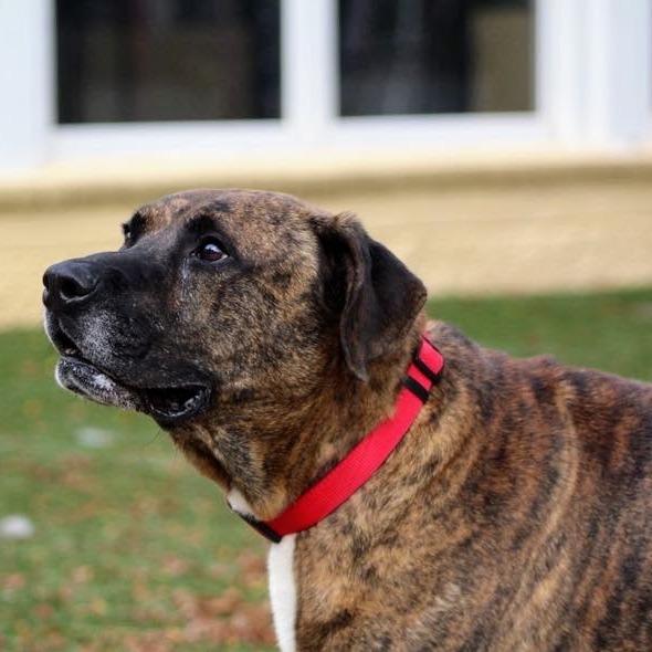 Enlarge Mel, a Adoptable mixed breed in Indianapolis, IN image 3/3