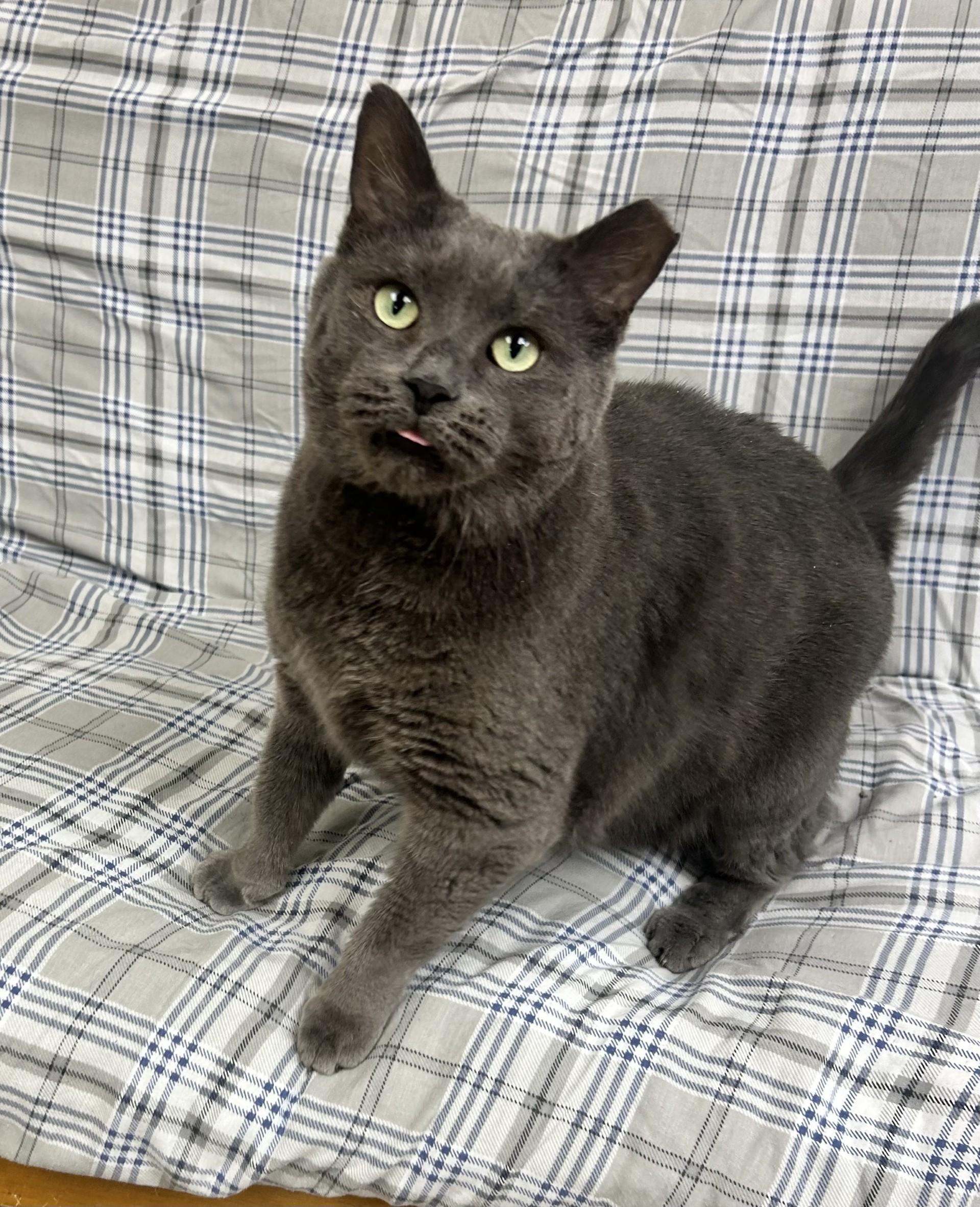 Greyson, adopted, Senior Male Domestic Short Hair.