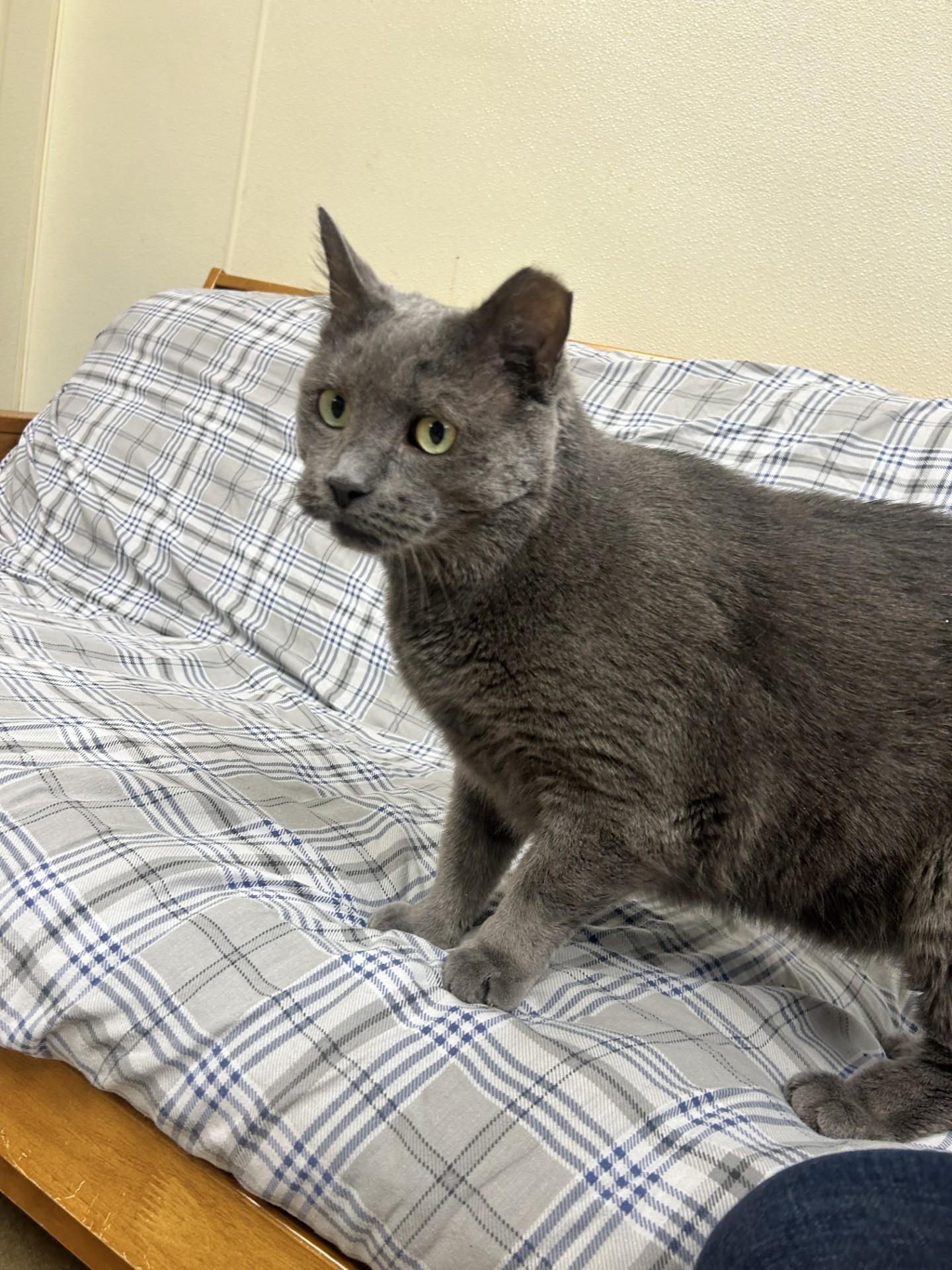 Greyson, an adopted Domestic Short Hair in Myerstown, PA image 5/5