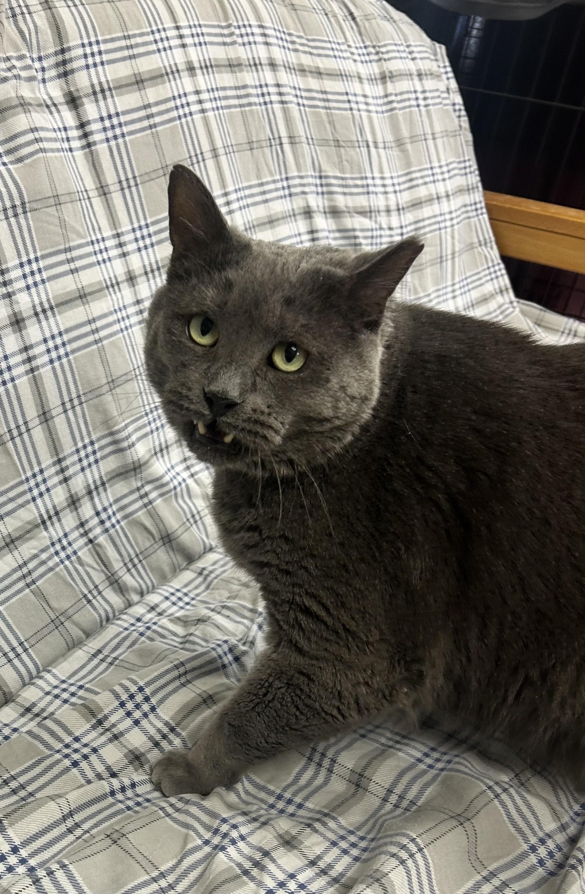 Greyson, an adopted Domestic Short Hair in Myerstown, PA image 2/5