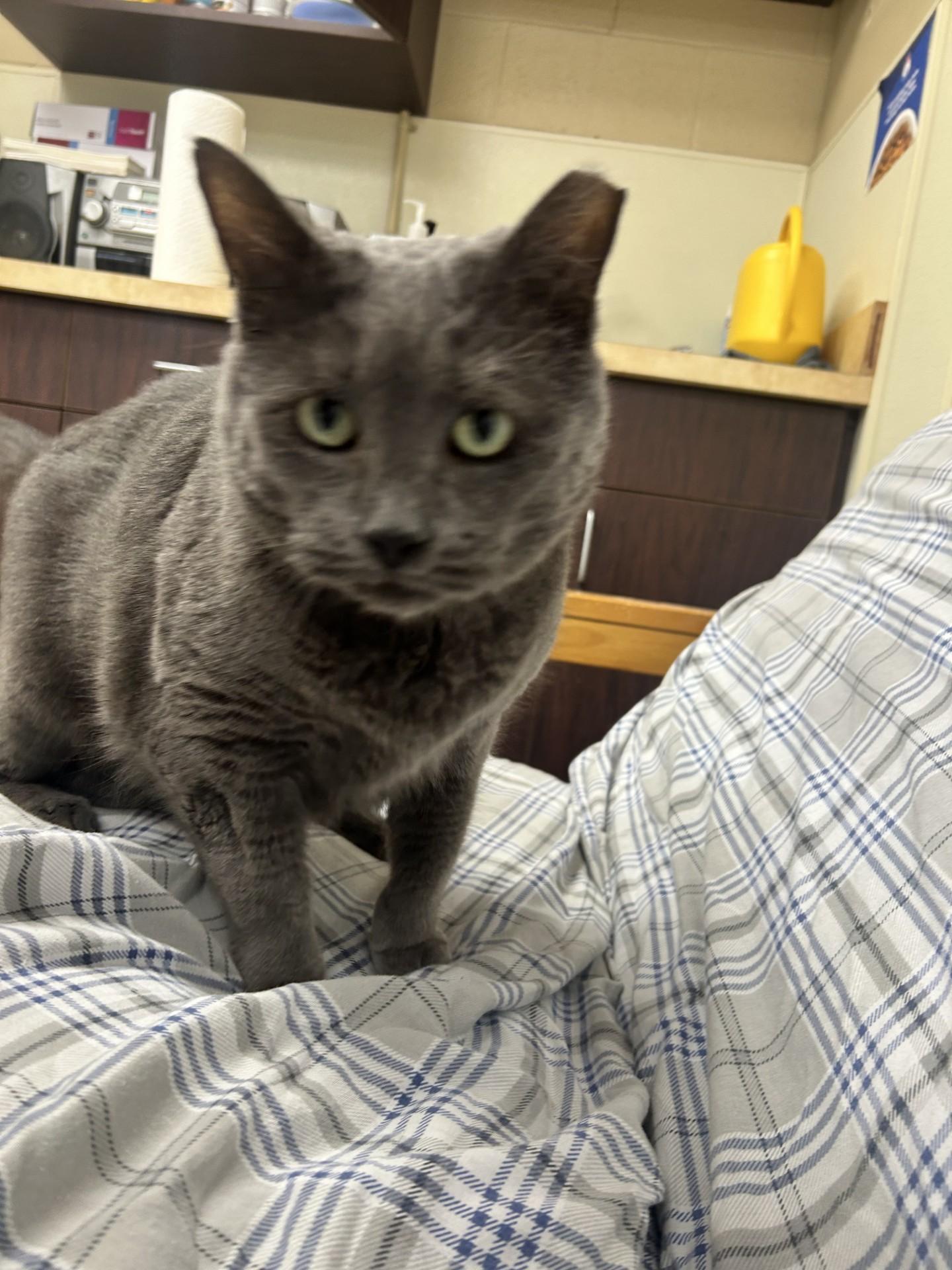 Greyson, an adopted Domestic Short Hair in Myerstown, PA image 4/5