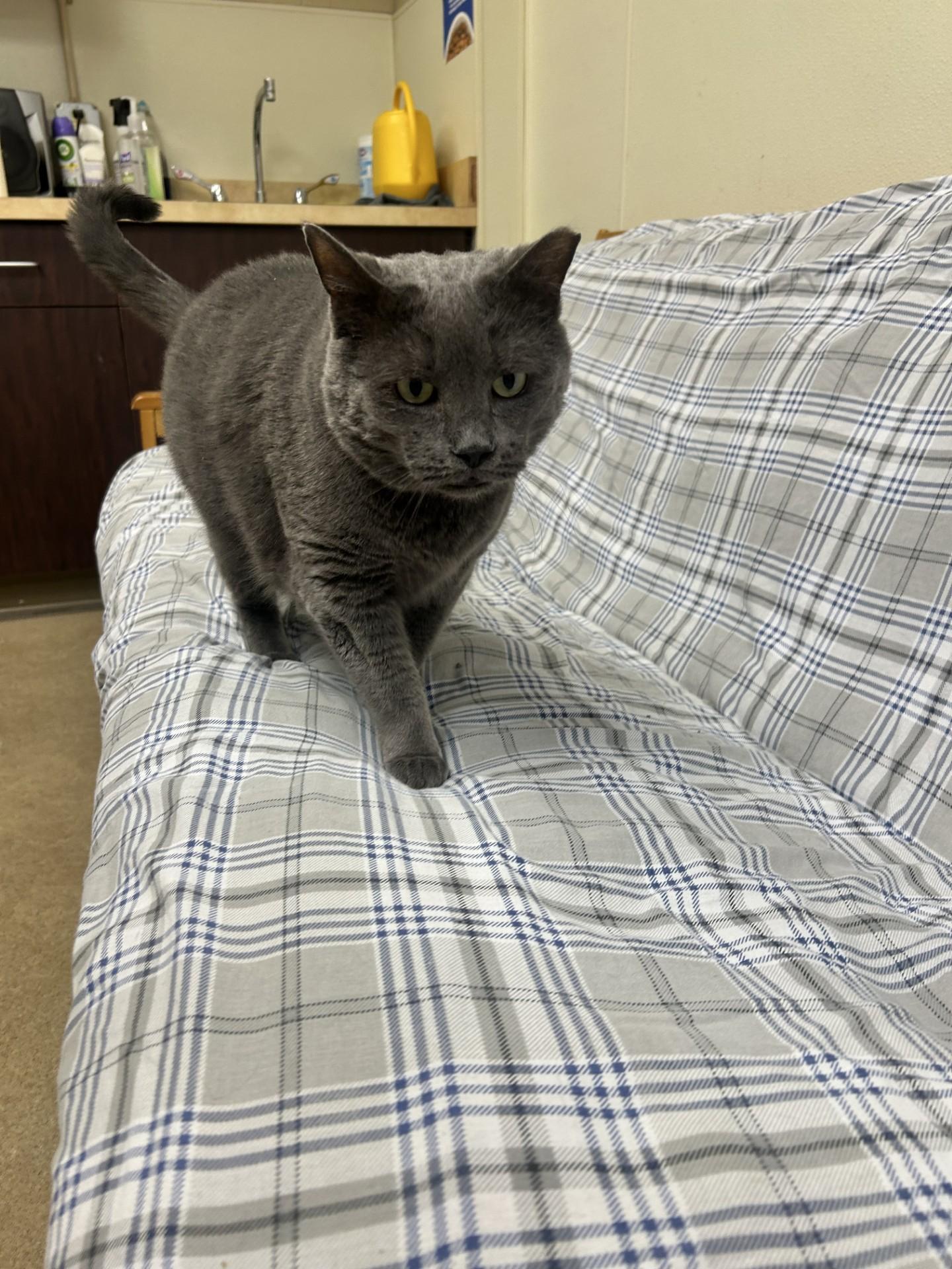 Greyson, an adopted Domestic Short Hair in Myerstown, PA image 3/5