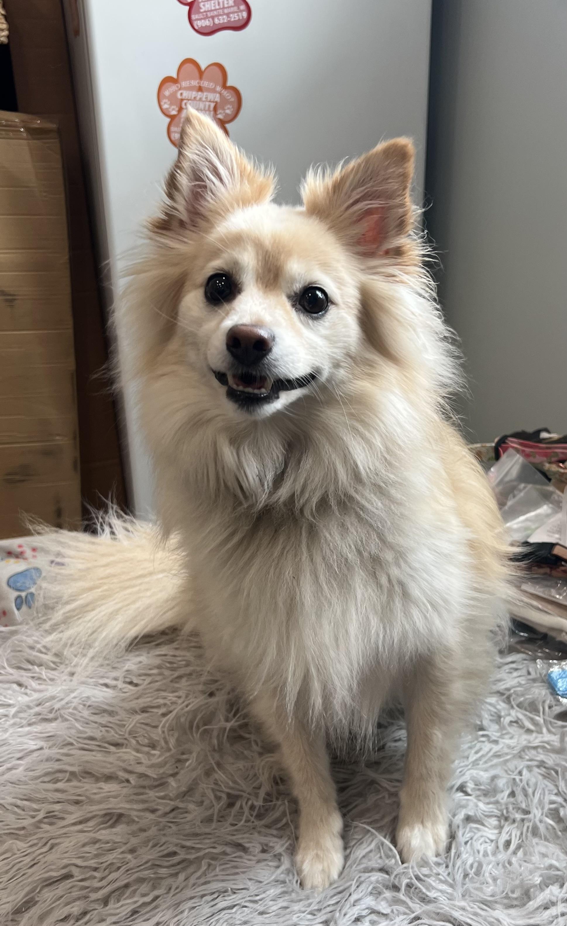 Couper- 16 pounds