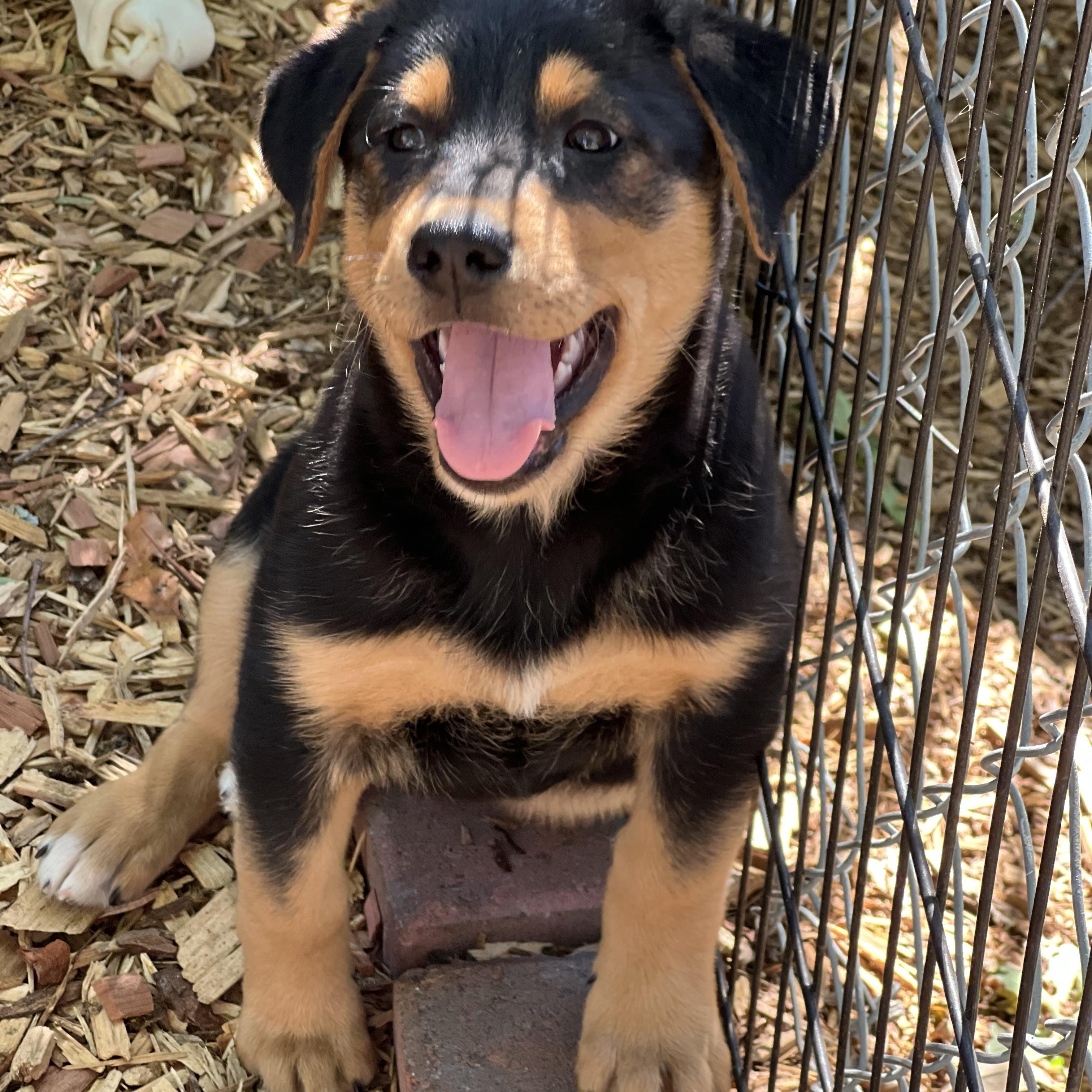 Max (female), ADOPTABLE, Puppy Female Mixed Breed.