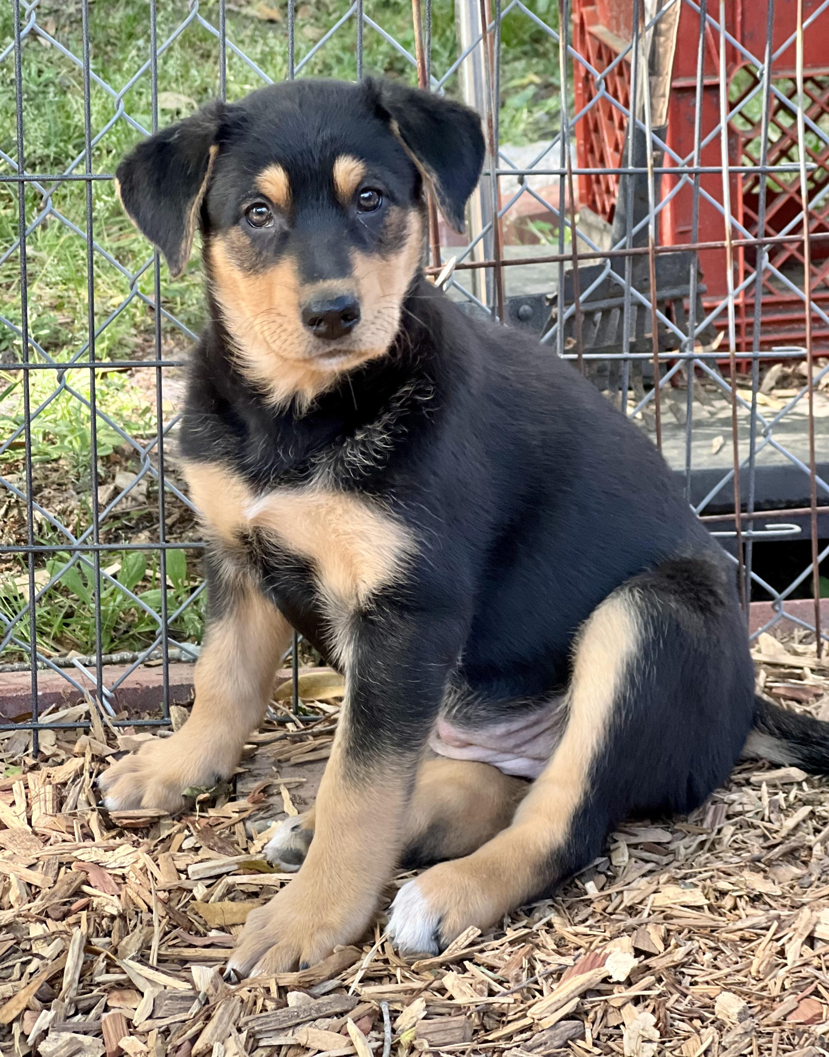Enlarge Max (female), a ADOPTABLE mixed breed in Mt Pleasant, SC image 4/6