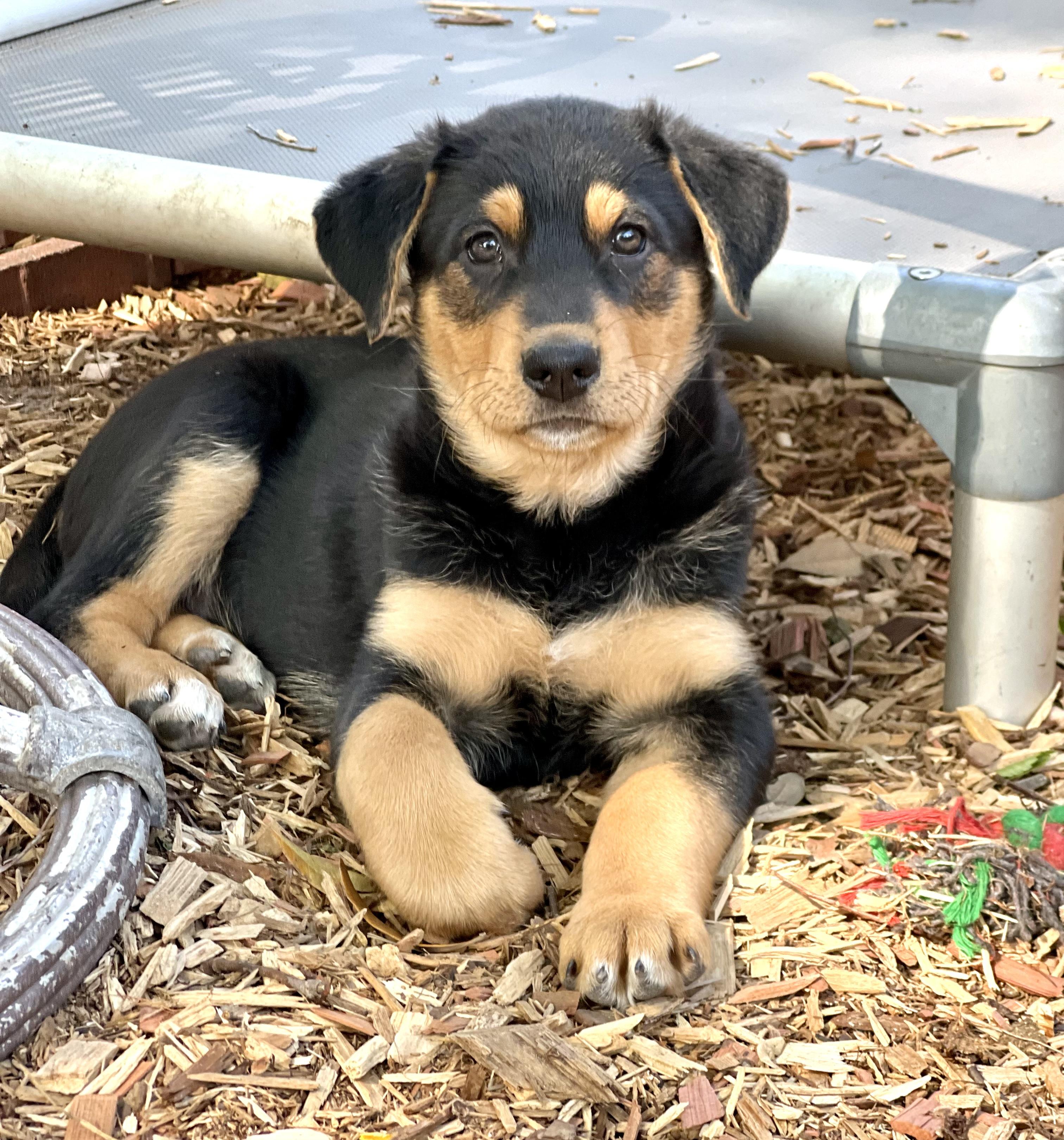 Enlarge Max (female), a ADOPTABLE mixed breed in Mt Pleasant, SC image 6/6