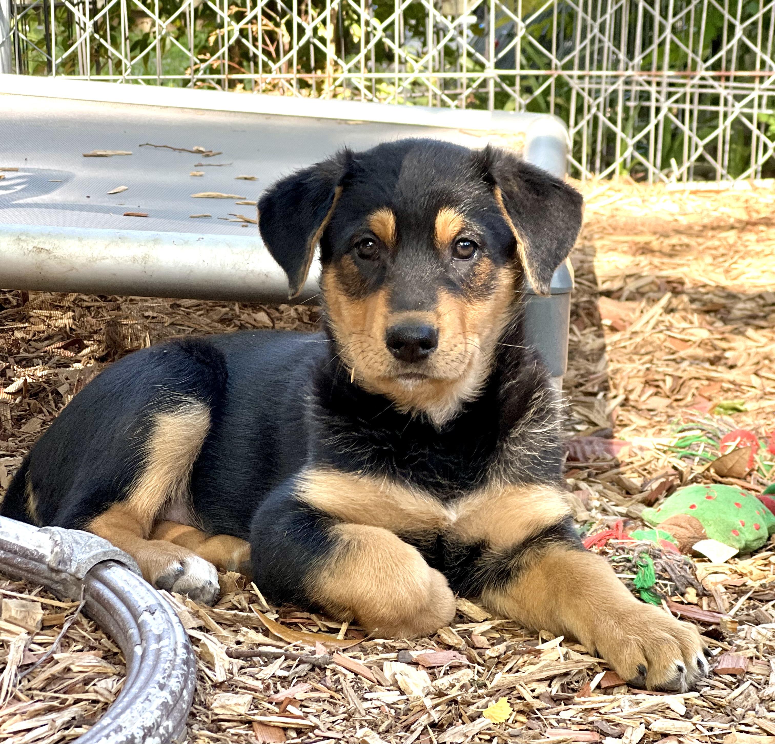 Enlarge Max (female), a ADOPTABLE mixed breed in Mt Pleasant, SC image 5/6