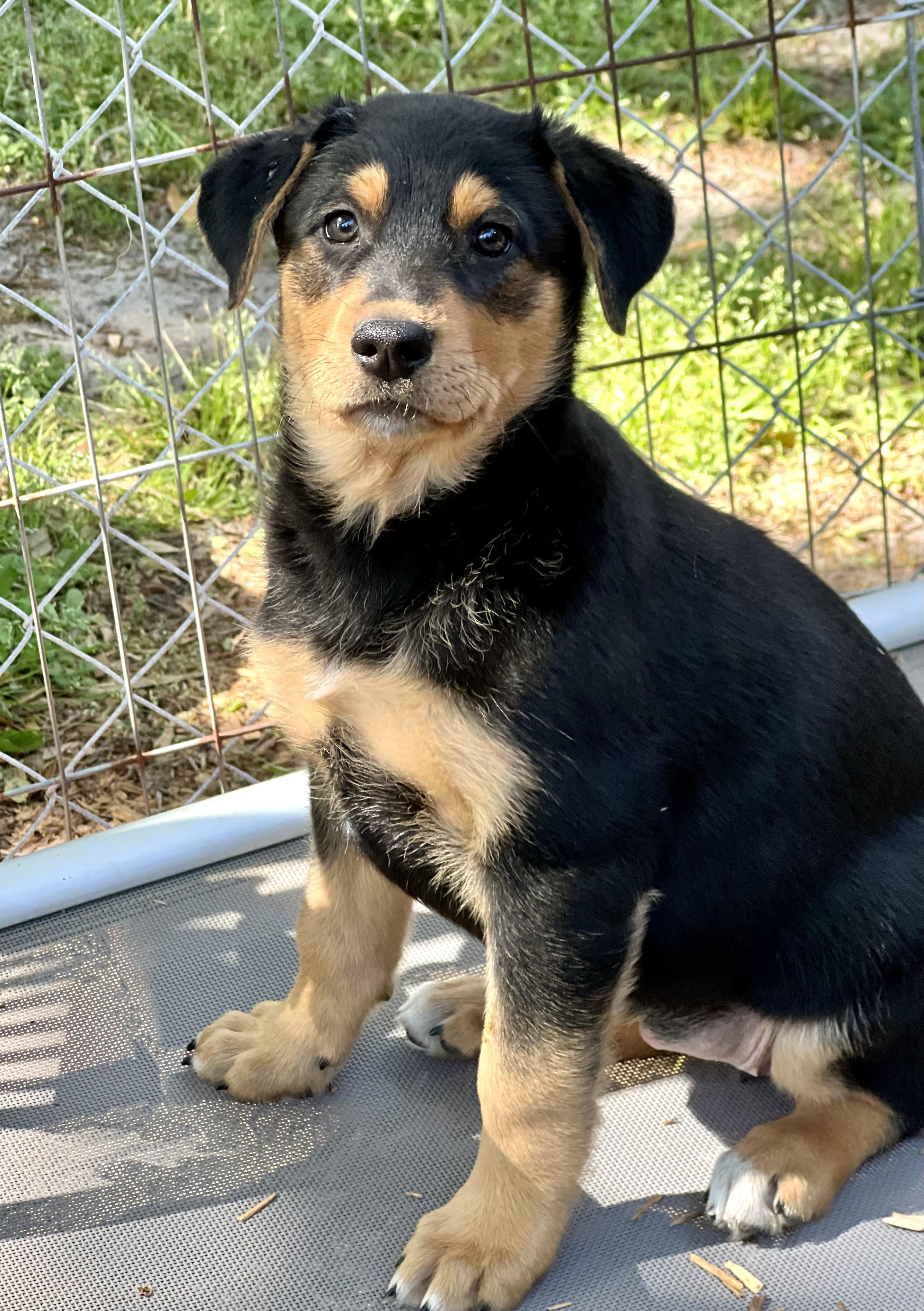 Enlarge Max (female), a ADOPTABLE mixed breed in Mt Pleasant, SC image 3/6