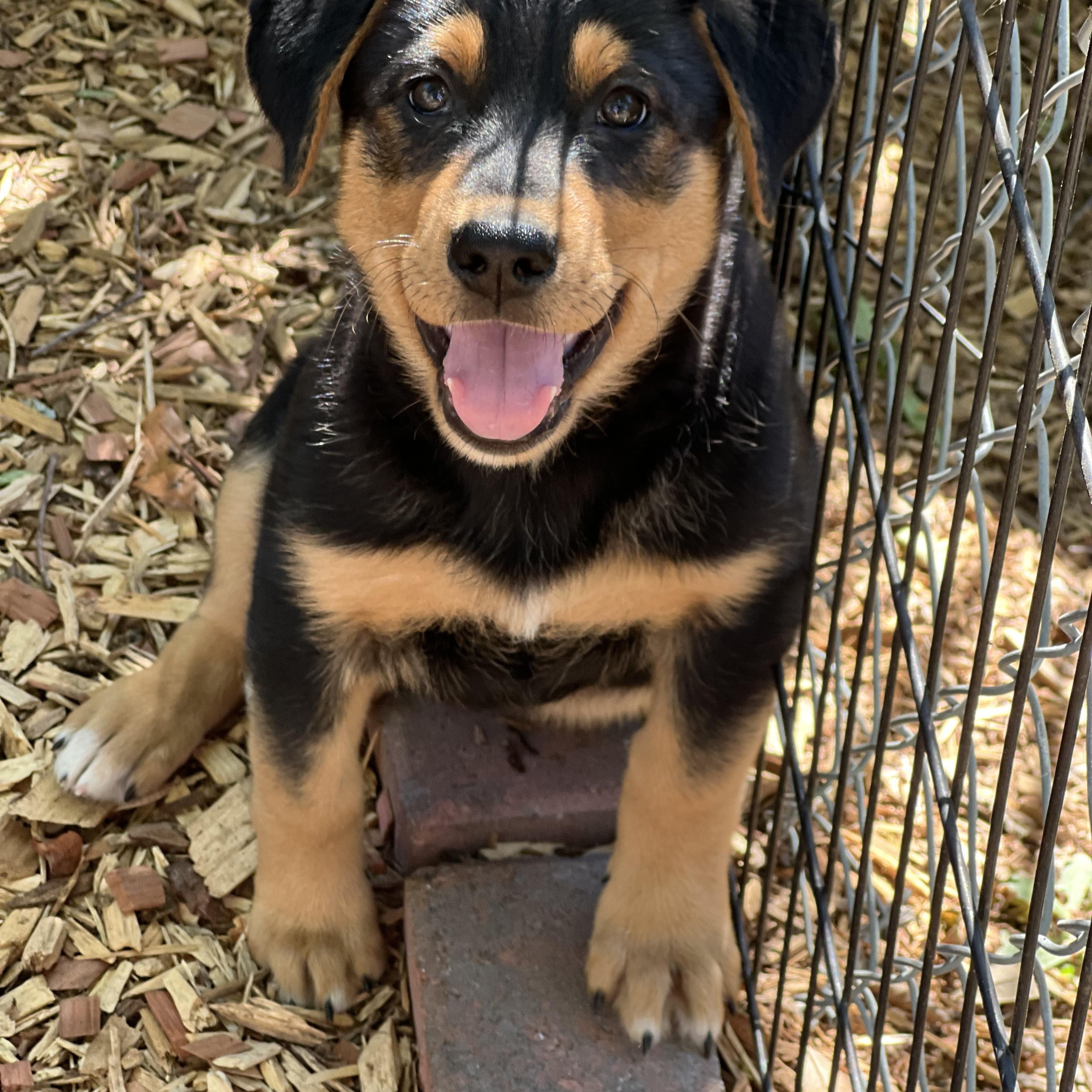 Enlarge Max (female), a ADOPTABLE mixed breed in Mt Pleasant, SC image 2/6