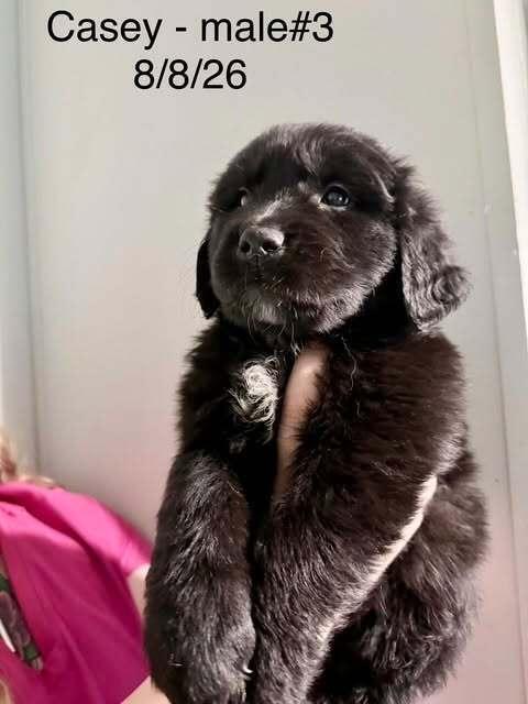 Casey Dutton, Adoptable, Puppy Male Golden Retriever & Great Pyrenees.