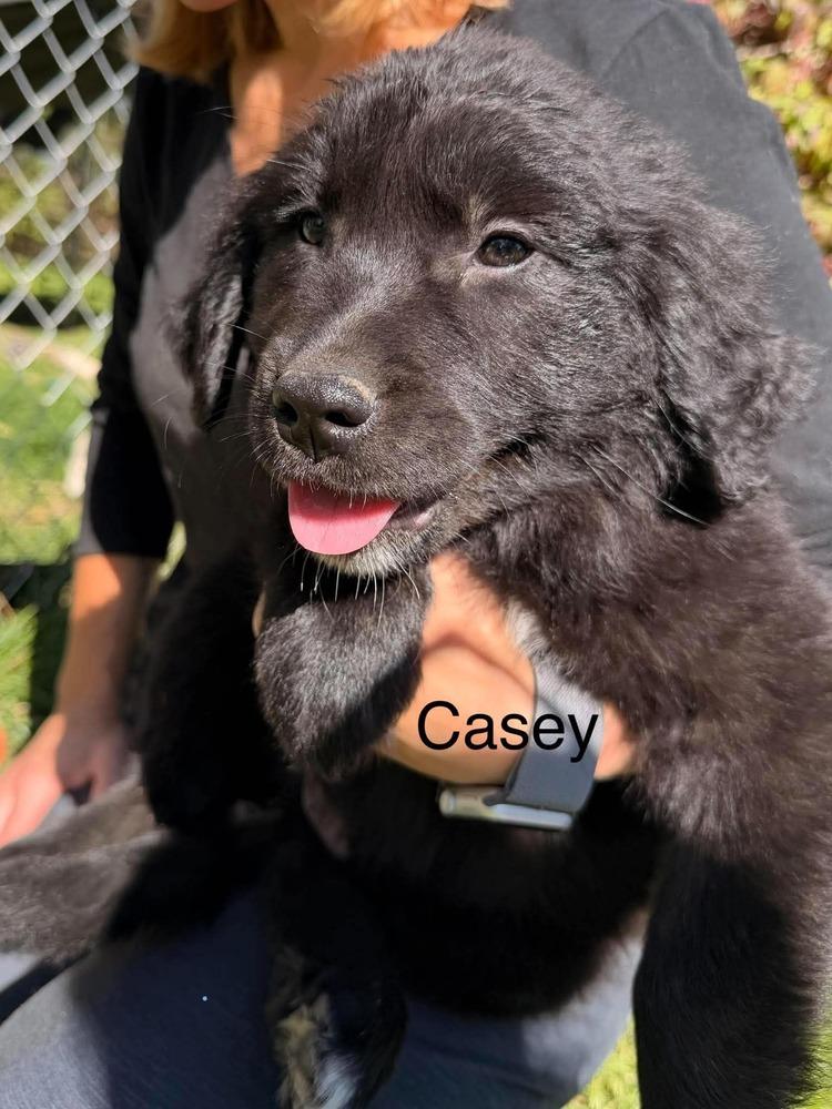 Enlarge Casey Dutton, a Adoptable mixed breed in Waunakee, WI image 2/2
