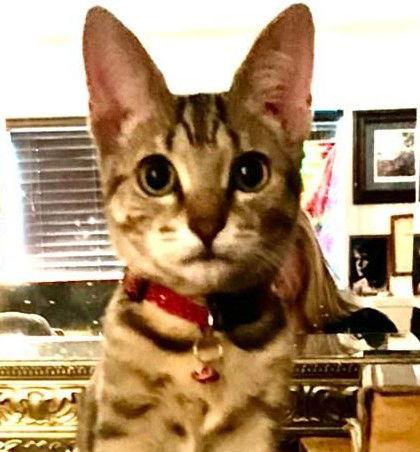Xena - Center, Adoptable, Young Female Tabby.