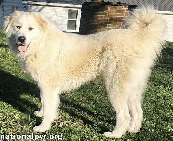 Ferrah in KY - Leans In For Love & Pets!