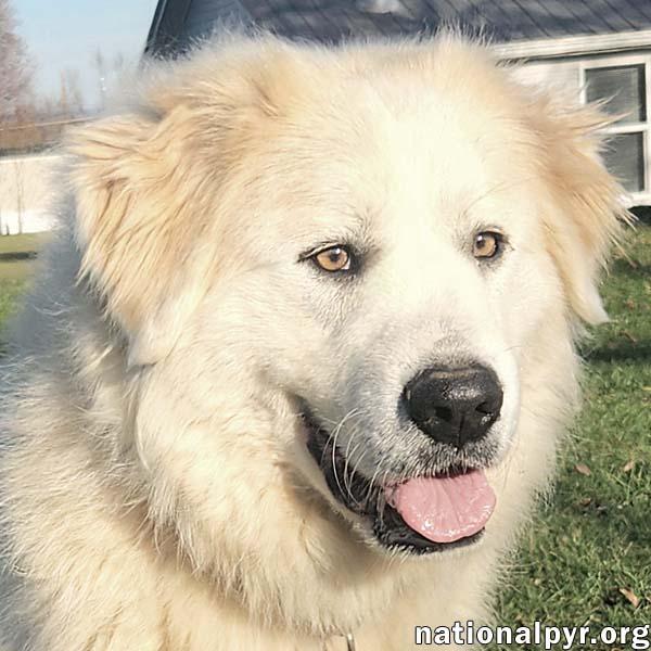 Ferrah in KY - Leans In For Love & Pets!