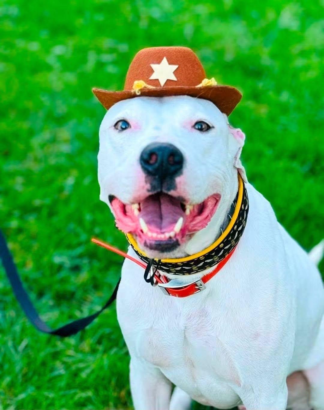 Enlarge Blizzard, a Adoptable mixed breed in Maybrook, NY image 3/5
