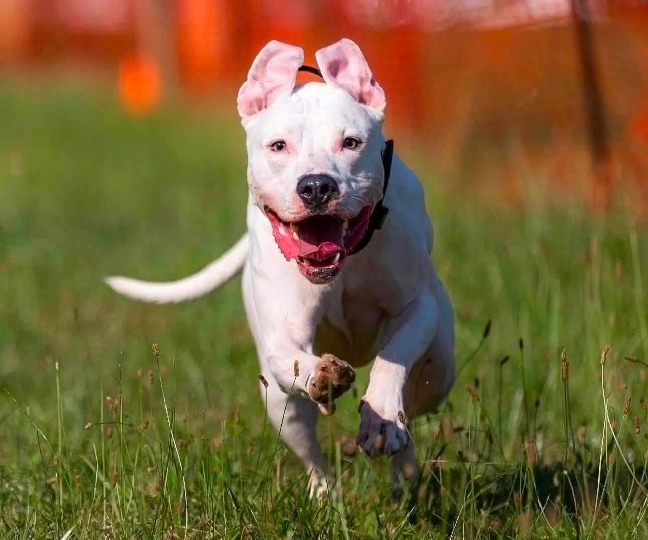 Enlarge Blizzard, a Adoptable mixed breed in Maybrook, NY image 1/5