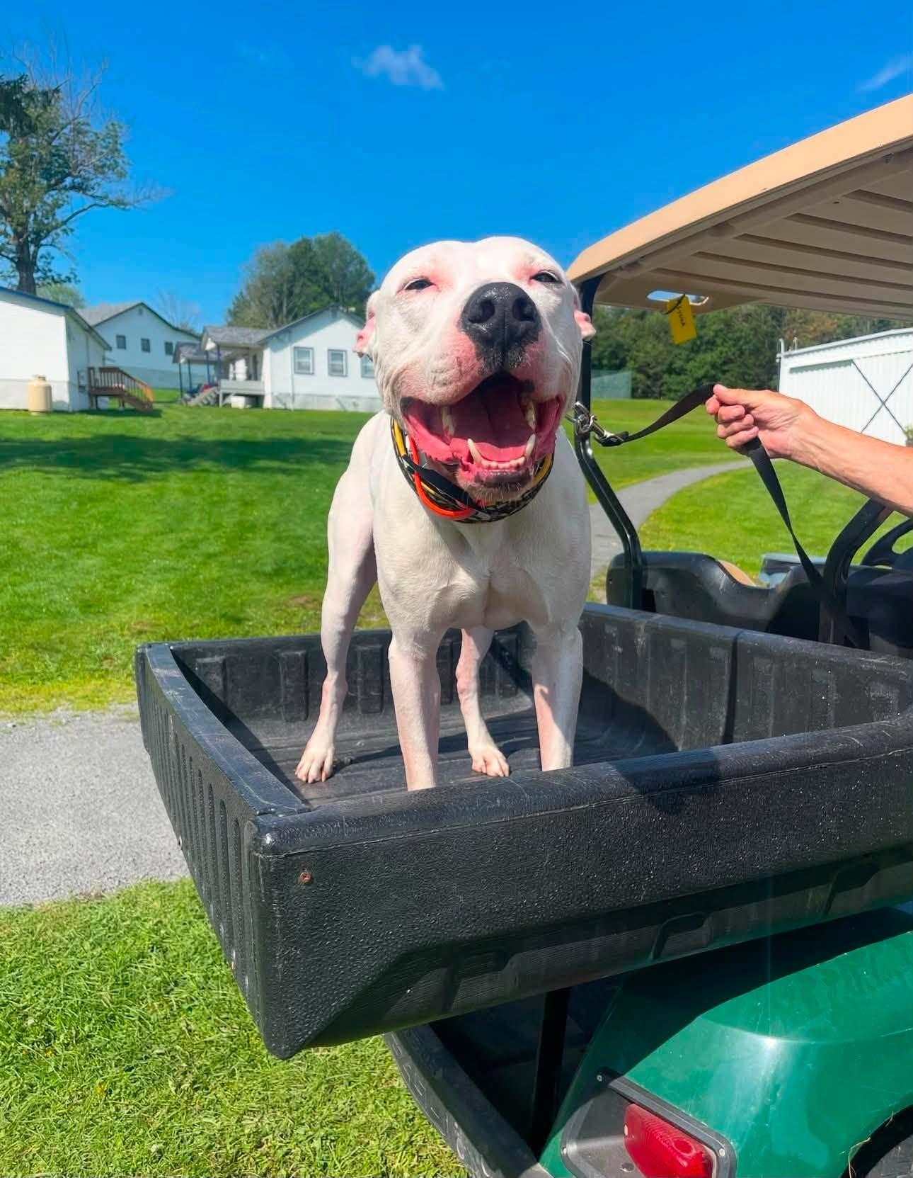 Enlarge Blizzard, a Adoptable mixed breed in Maybrook, NY image 4/5