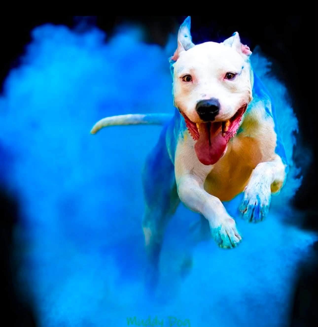 Enlarge Blizzard, a Adoptable mixed breed in Maybrook, NY image 2/5