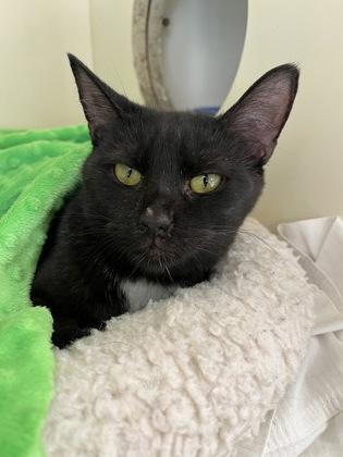 Ruby Slippers, Adoptable, Adult Female Domestic Medium Hair & Domestic Short Hair.