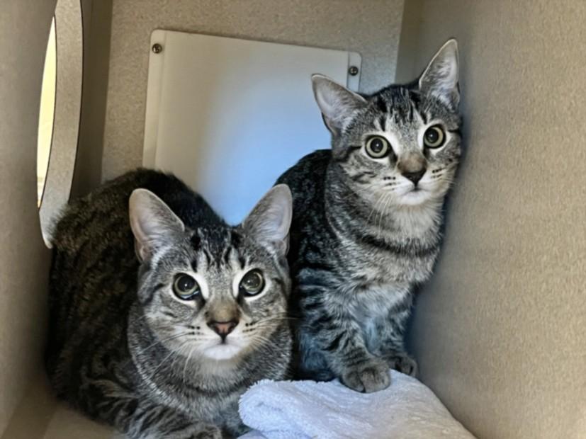 CHARLENE, Adopted, Kitten Female Domestic Short Hair.
