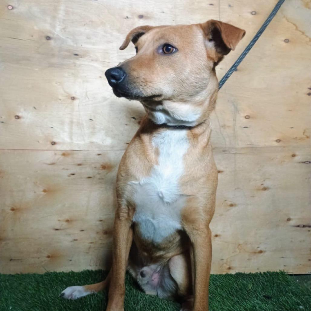 Zion, Adoptable, Adult Male Retriever.