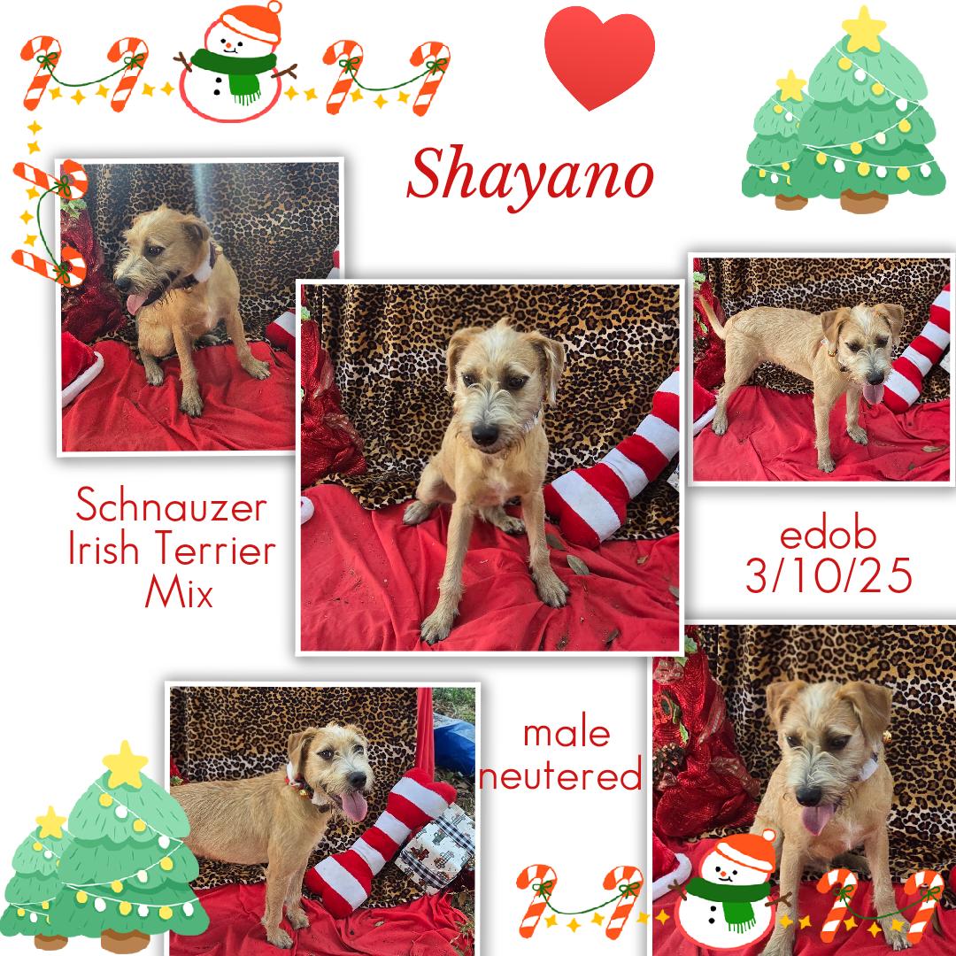Shayano OR13864-T, Adoptable, Puppy Male Schnauzer & Irish Terrier.