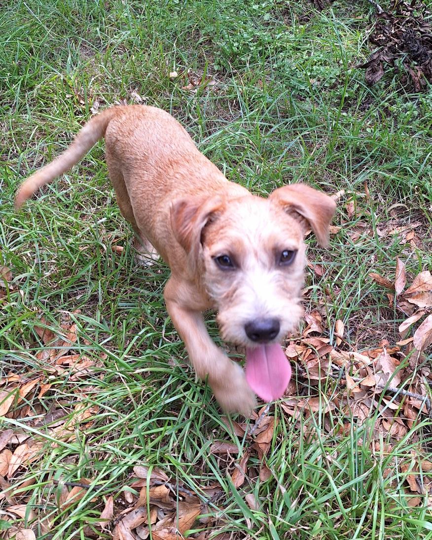 Enlarge Shayano OR13864-T, a Adoptable mixed breed in Beaverton, OR image 4/6