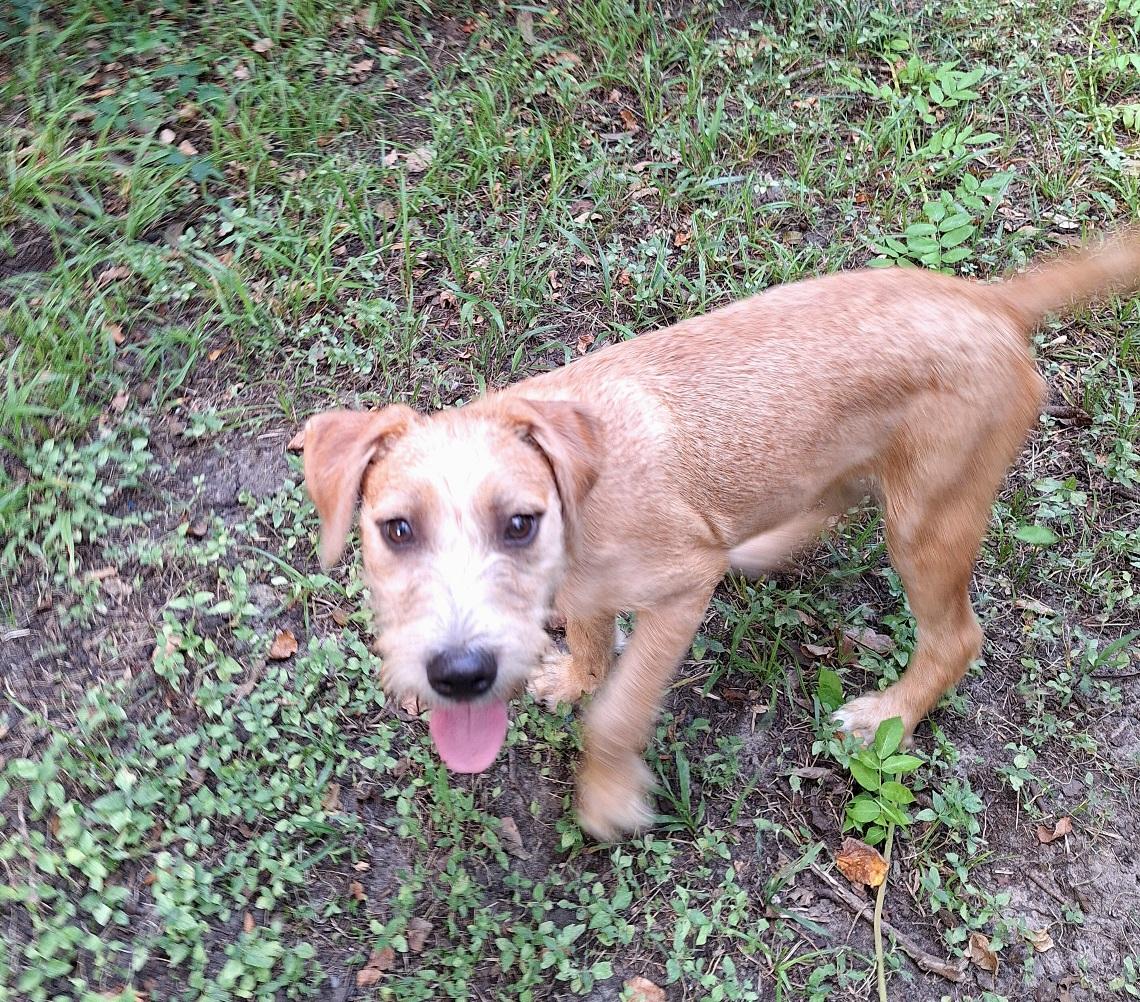 Enlarge Shayano OR13864-T, a Adoptable mixed breed in Beaverton, OR image 5/6