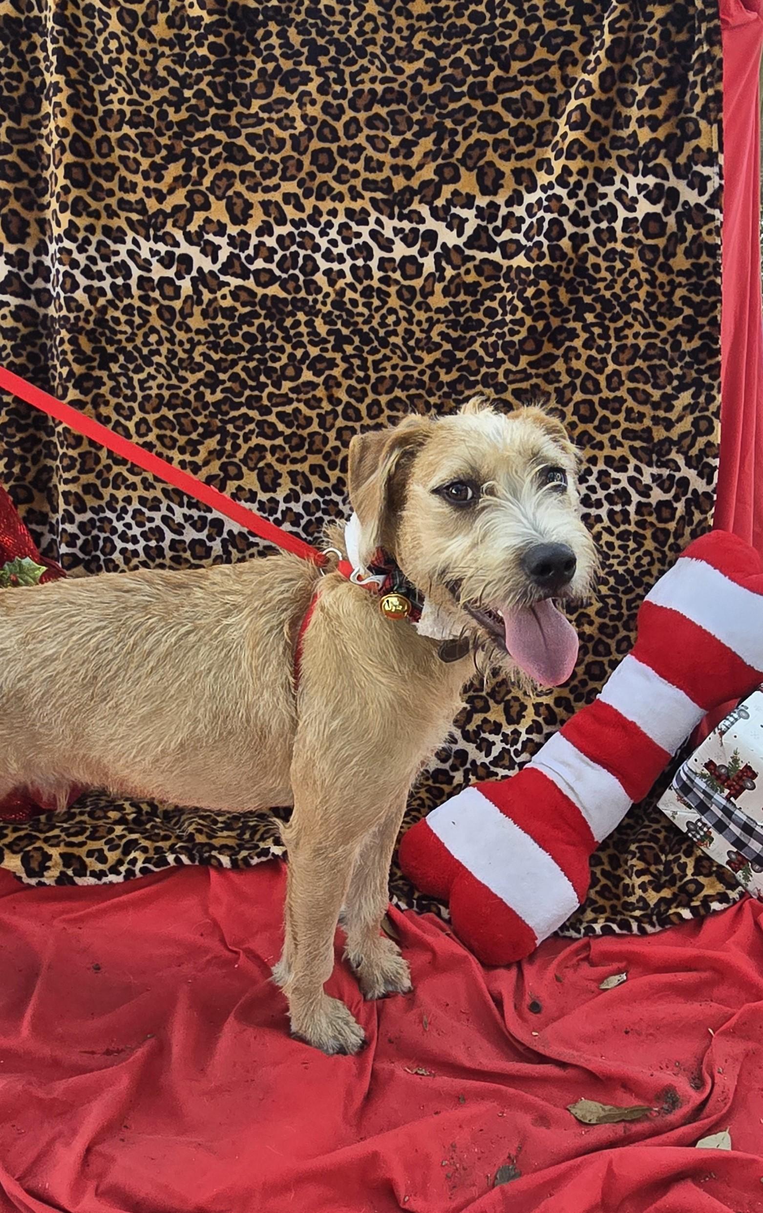 Enlarge Shayano OR13864-T, a Adoptable mixed breed in Beaverton, OR image 2/6