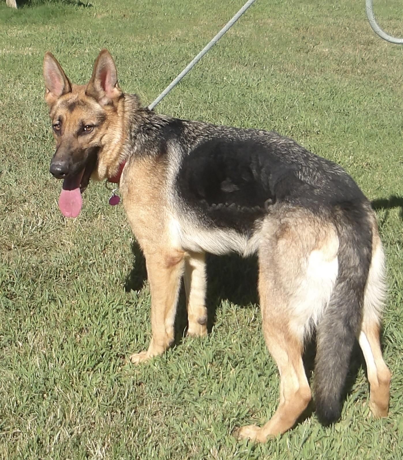 Enlarge Noelle, a ADOPTABLE German Shepherd Dog in Gloucester, VA image 5/5