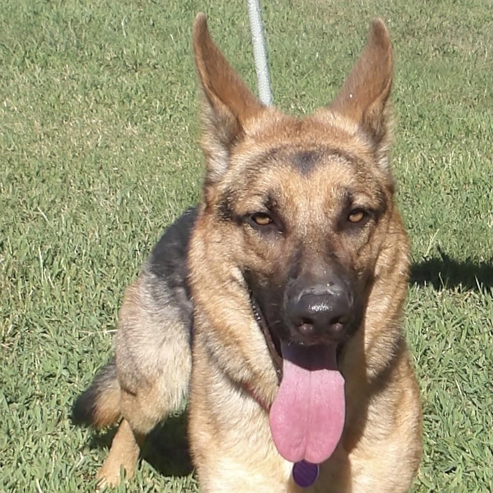 Enlarge Noelle, a ADOPTABLE German Shepherd Dog in Gloucester, VA image 1/5