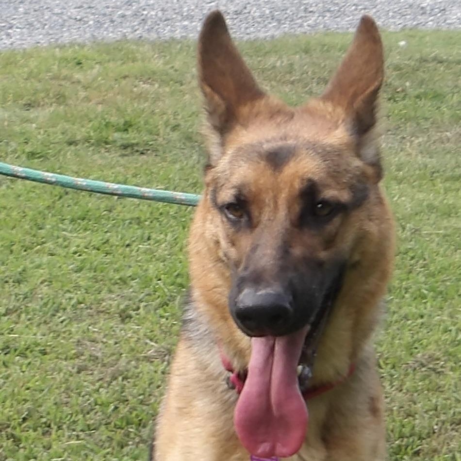 Enlarge Noelle, a ADOPTABLE German Shepherd Dog in Gloucester, VA image 3/5