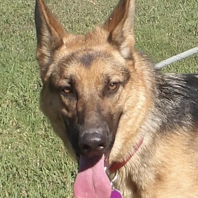 Enlarge Noelle, a ADOPTABLE German Shepherd Dog in Gloucester, VA image 4/5