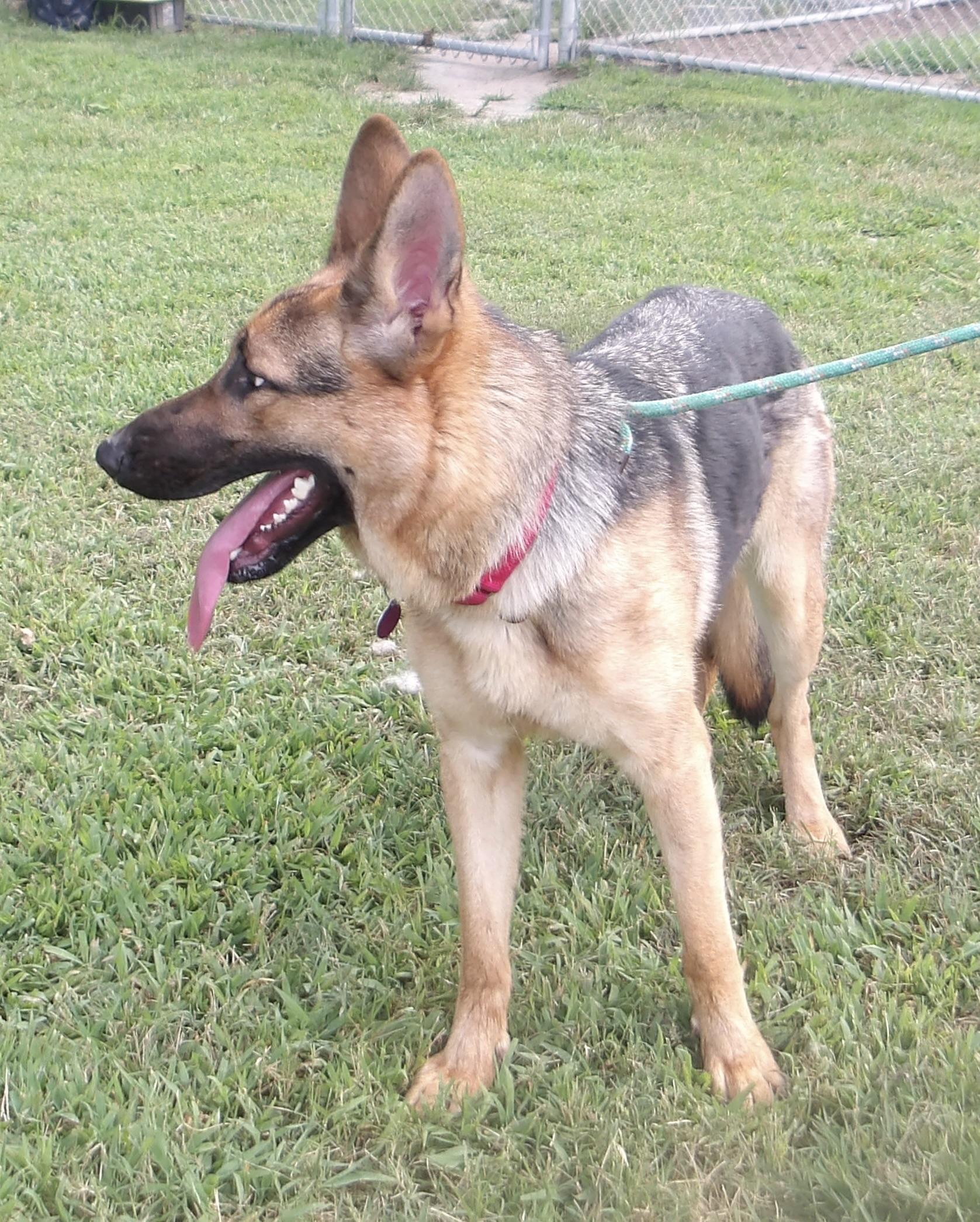 Enlarge Noelle, a ADOPTABLE German Shepherd Dog in Gloucester, VA image 2/5