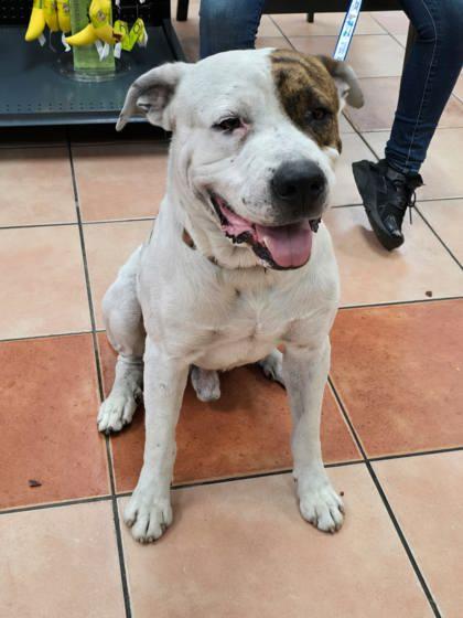 Enlarge Rodney, a Adoptable mixed breed in North Miami Beach, FL image 1/3