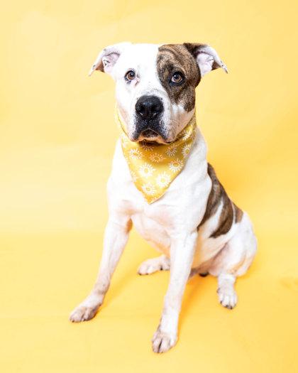 Enlarge Rodney, a Adoptable mixed breed in North Miami Beach, FL image 2/3