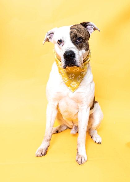 Enlarge Rodney, a Adoptable mixed breed in North Miami Beach, FL image 2/3