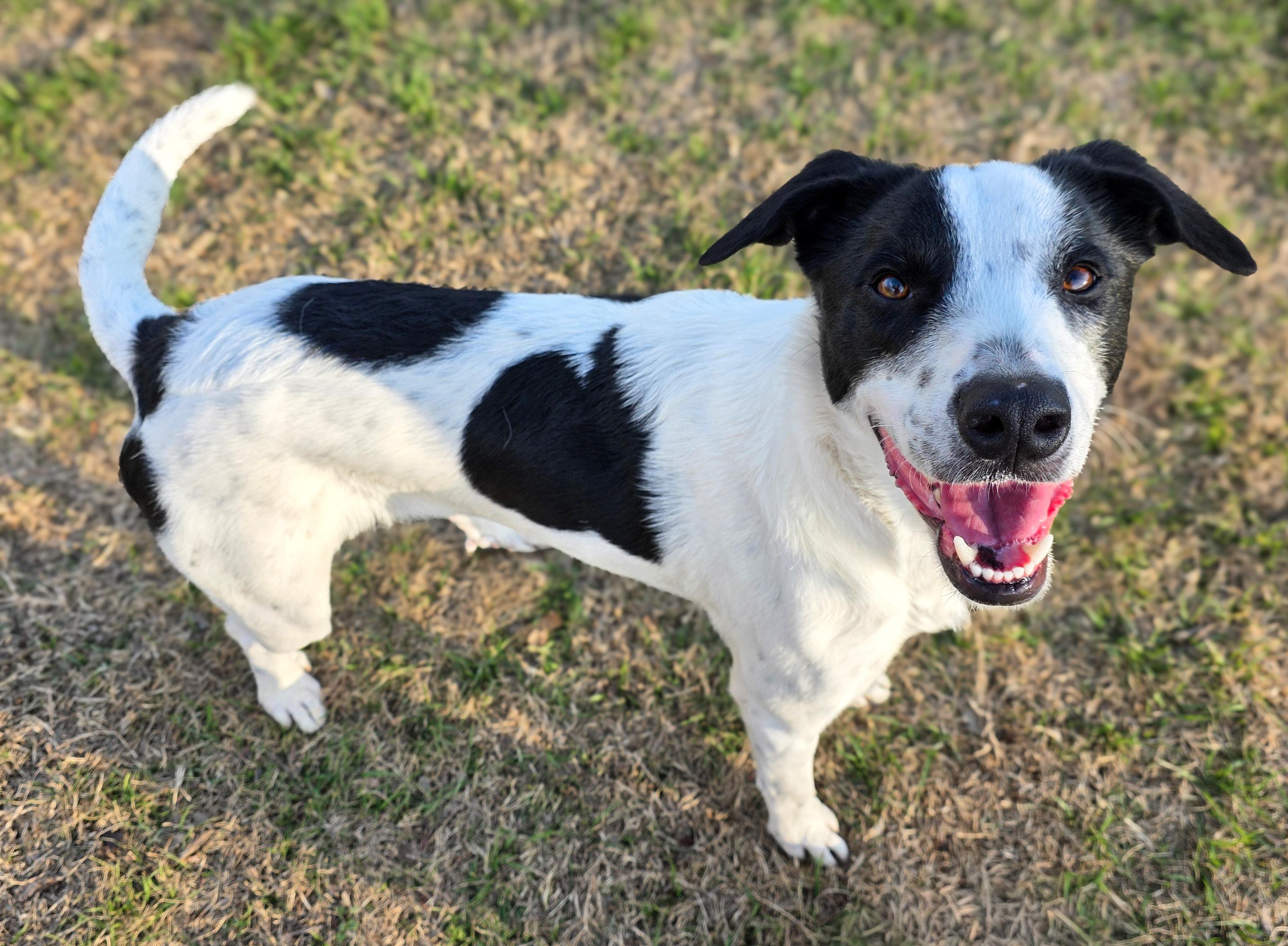 Enlarge Clarissa, a Adoptable mixed breed in Bloomsburg, PA image 3/6