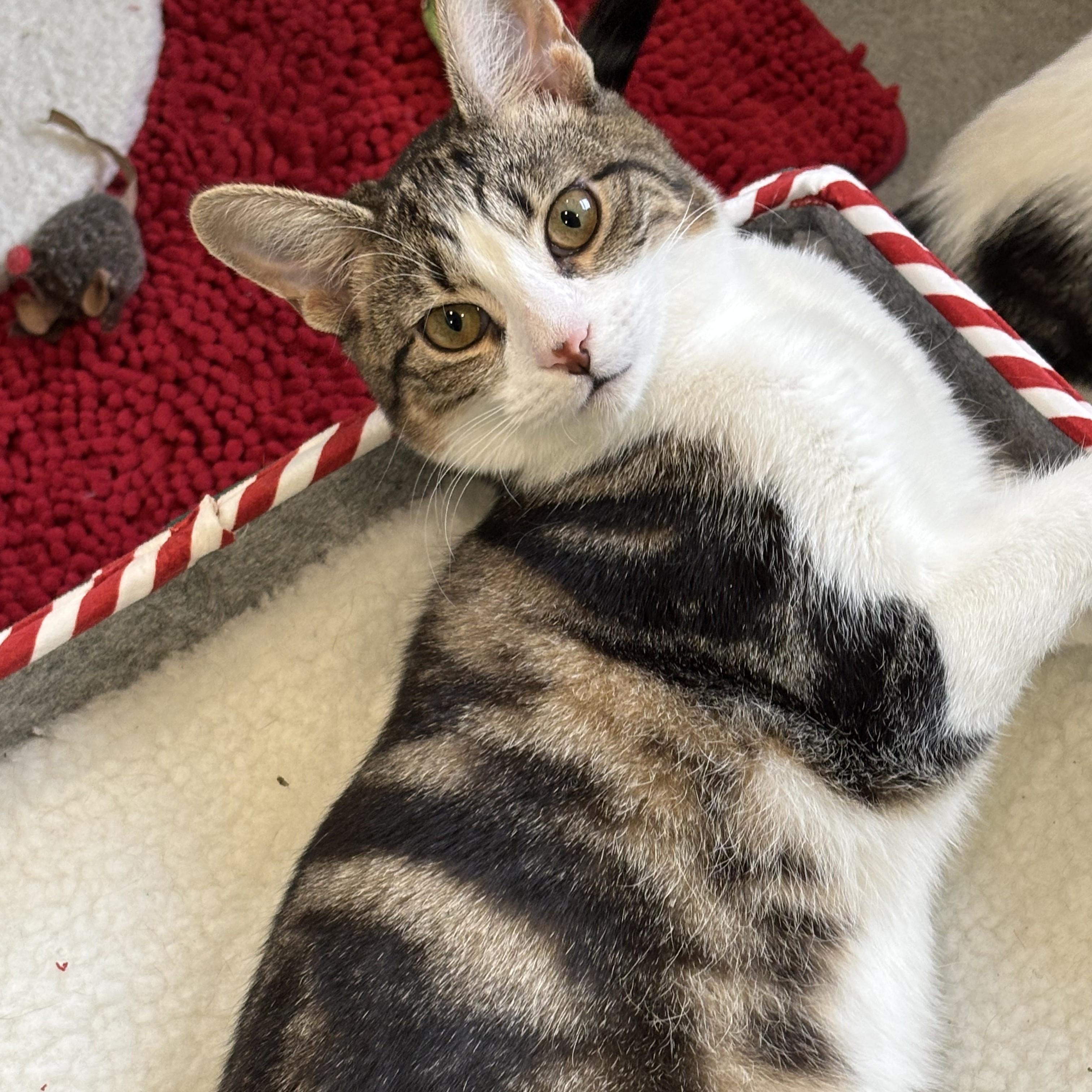 Enlarge Dilly, a Adoptable mixed breed in Woodbury, NJ image 3/6