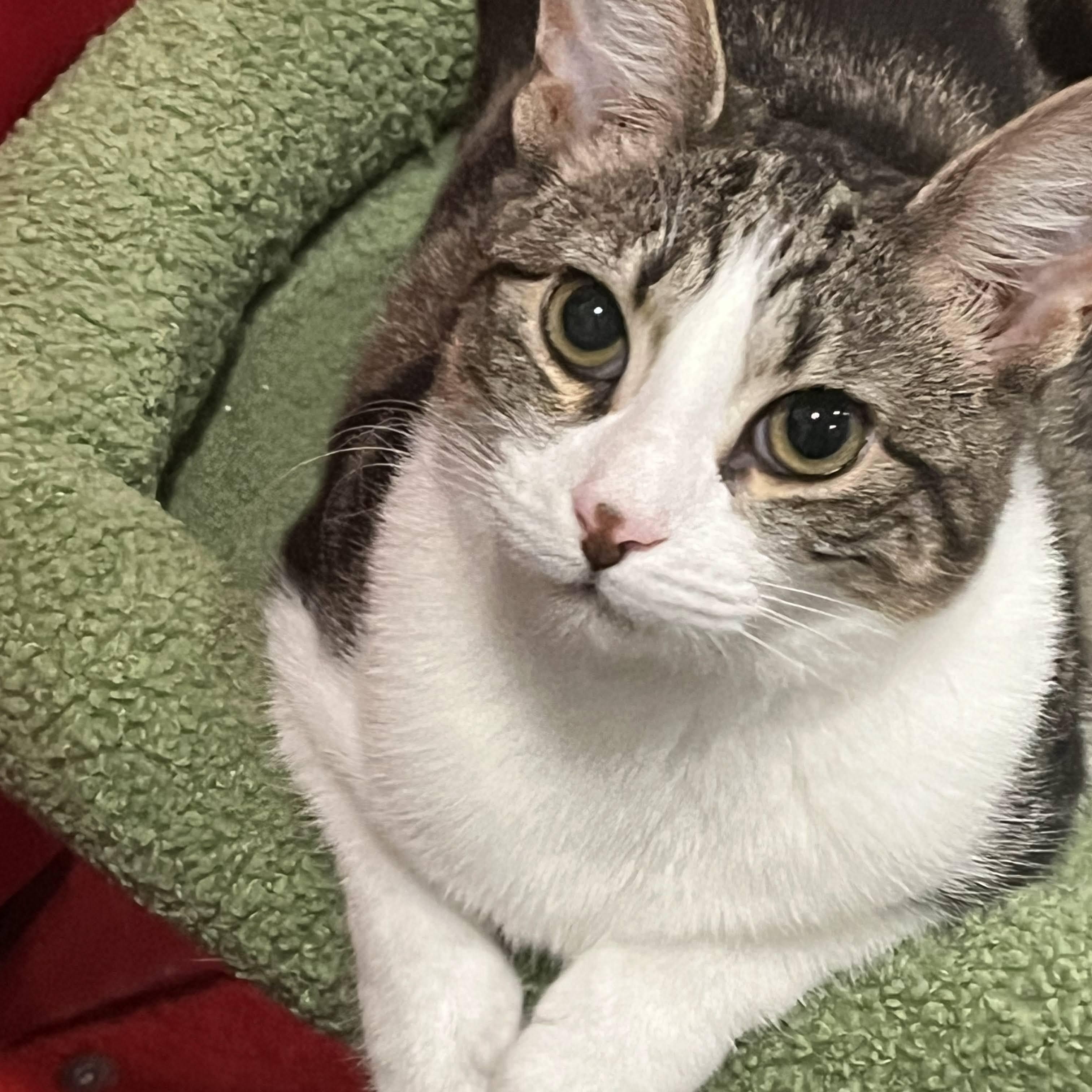 Dilly, Adoptable, Kitten Female Domestic Short Hair.