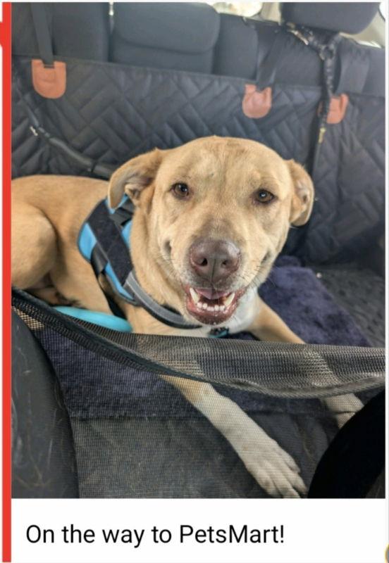 Xena ("Winnie"), a Adoptable mixed breed in Winston Salem, NC image 2/3