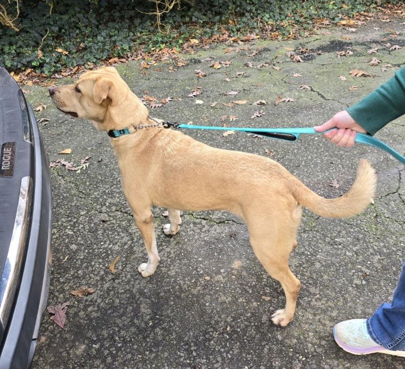 Xena ("Winnie"), a Adoptable mixed breed in Winston Salem, NC image 2/3