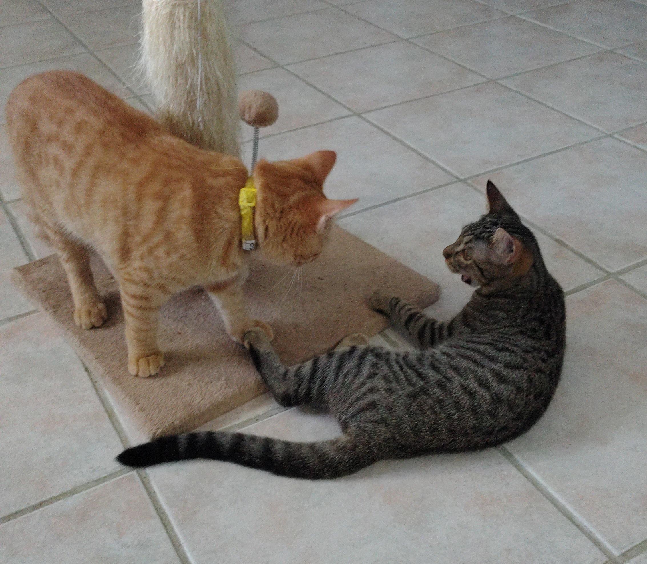 Fernand and Priscilla, ADOPTABLE, Kitten Male Domestic Short Hair.