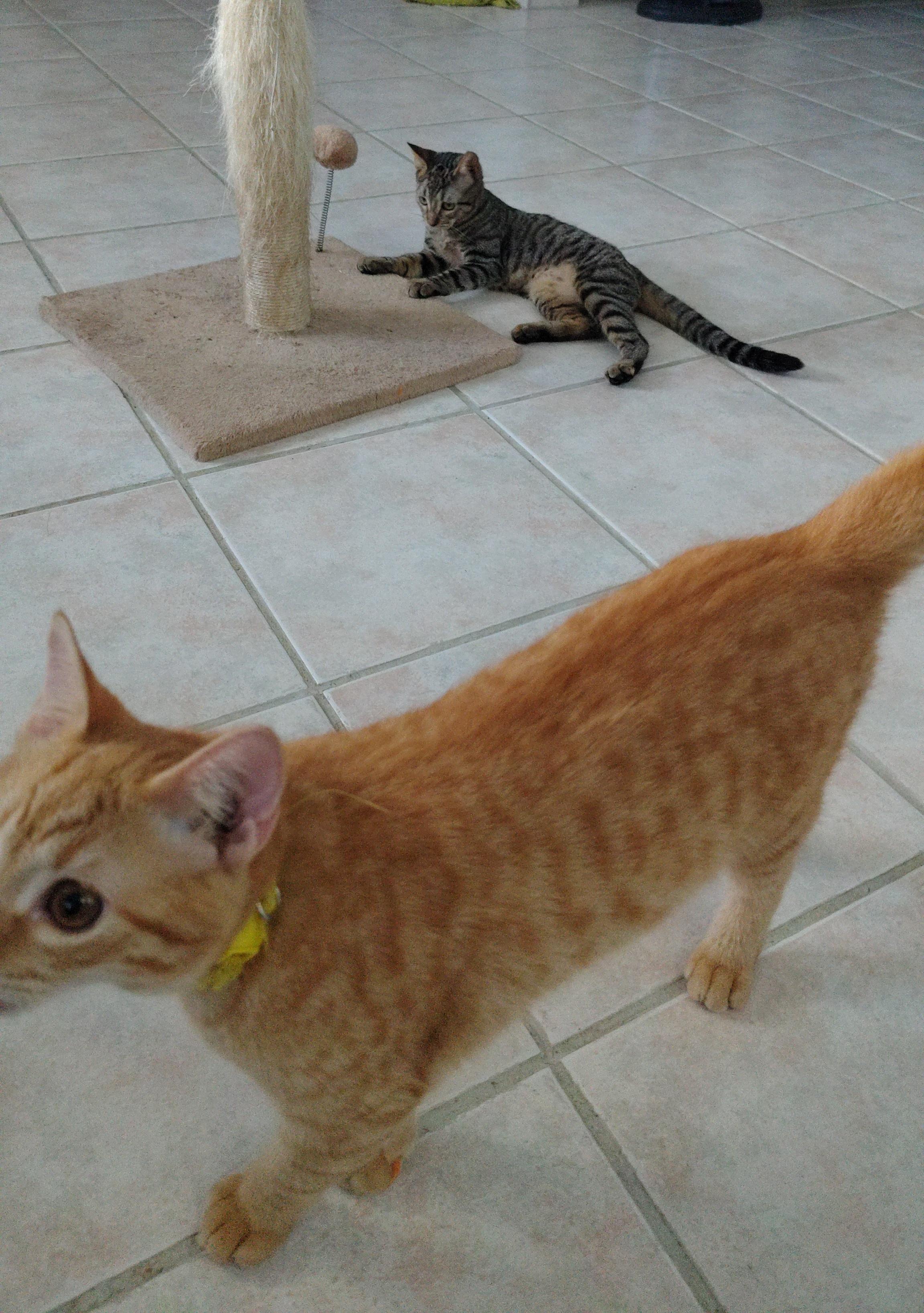 Enlarge Fernand, a ADOPTABLE Domestic Short Hair in Franklin, MA image 1/3