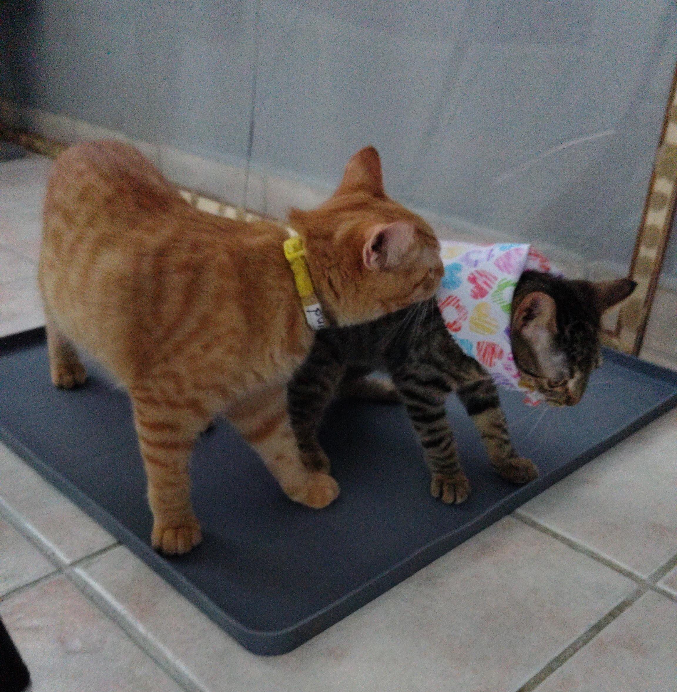 Enlarge Fernand, a ADOPTABLE Domestic Short Hair in Franklin, MA image 3/3