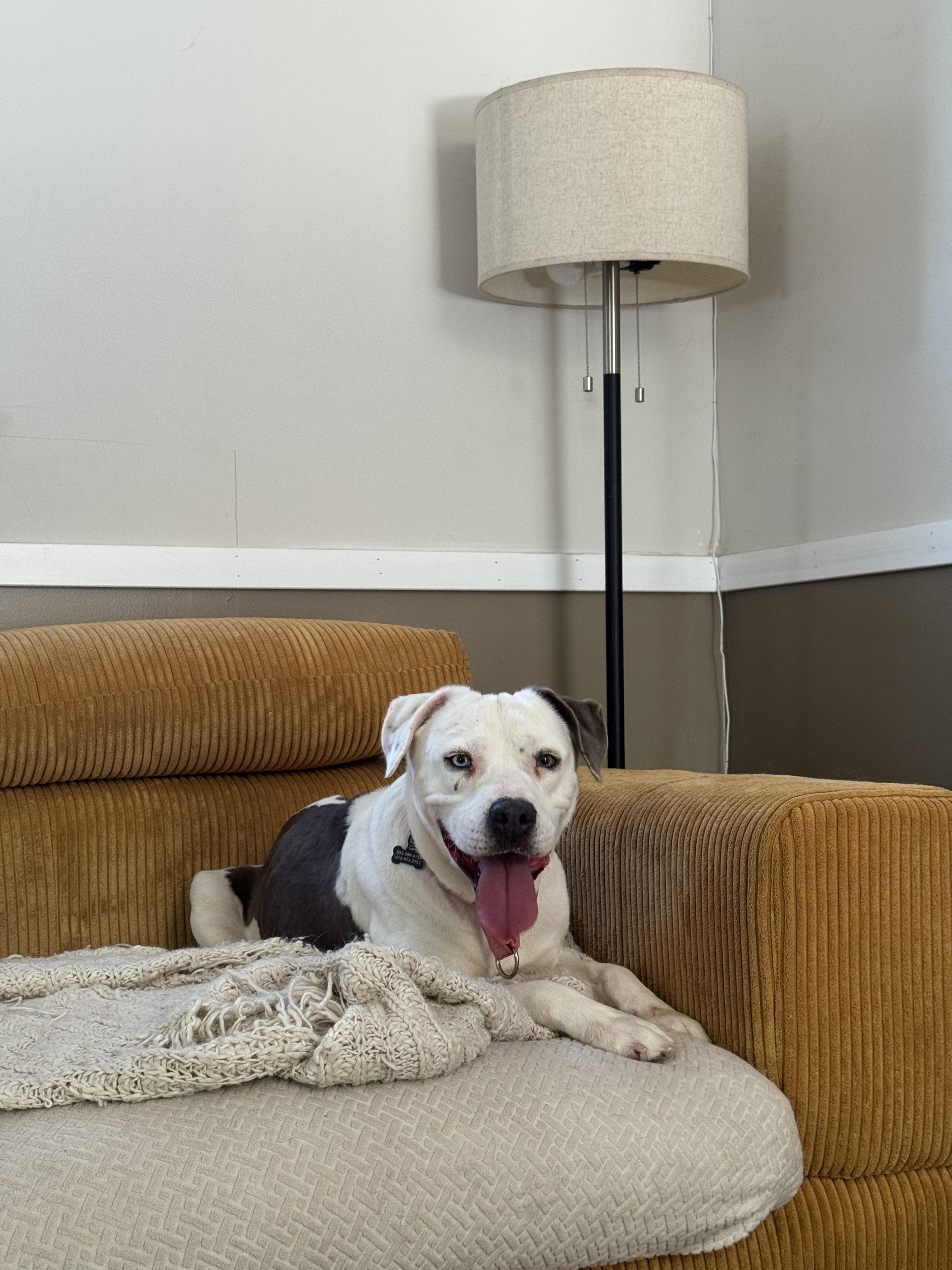 Enlarge Emerson, a Adoptable mixed breed in Charleston, SC image 6/6